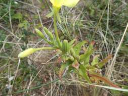 Image of Oenothera cambrica K. Rostanski