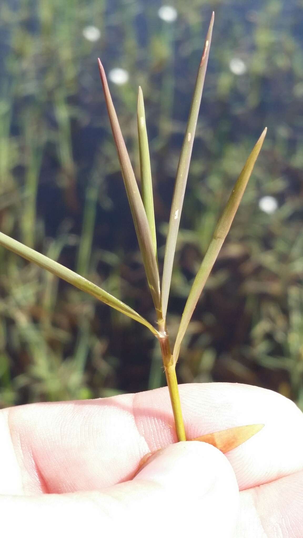 Image of Southern Water Grass