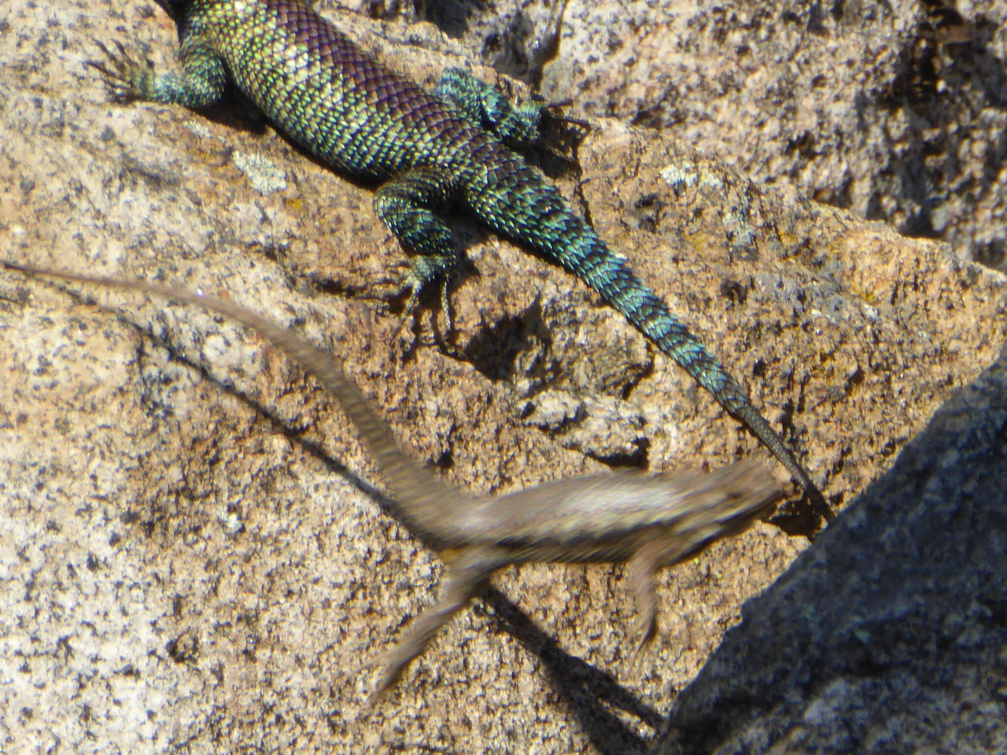 Image of Granite Spiny Lizard