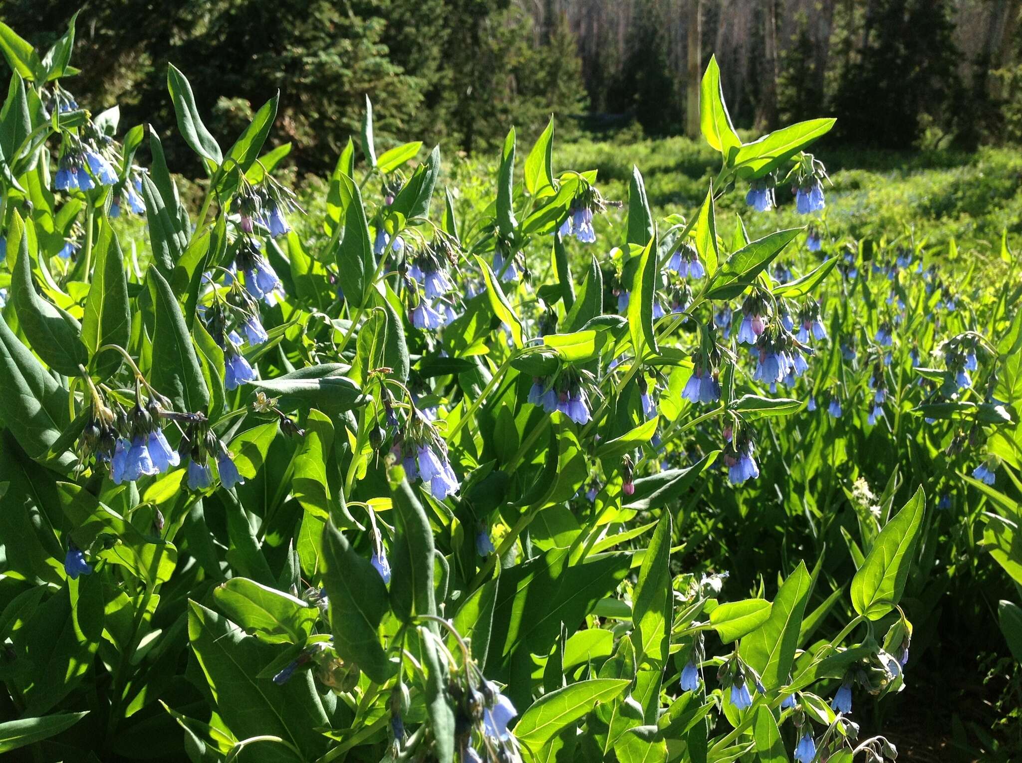 Image of aspen bluebells