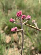 Image of Helichrysum calocephalum Klatt