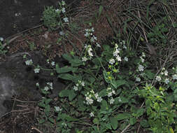 Image of Iberodes commutata (G. López) Serrano, R. Carbajal & S. Ortiz