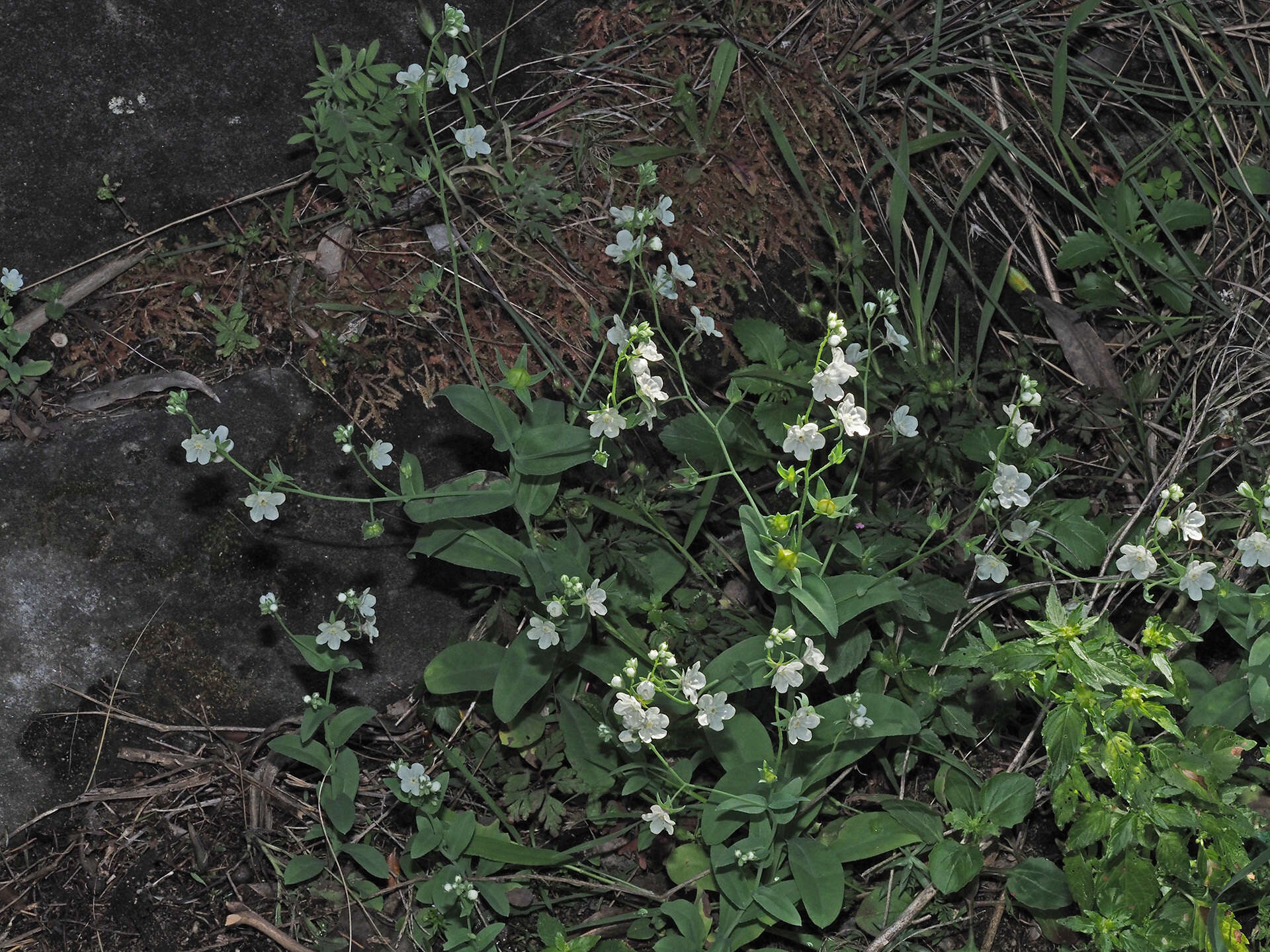 Image of Iberodes commutata (G. López) Serrano, R. Carbajal & S. Ortiz