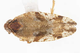 Image of Cixiosoma bonaerense Berg 1883