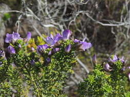 Image of Psoralea aculeata L.