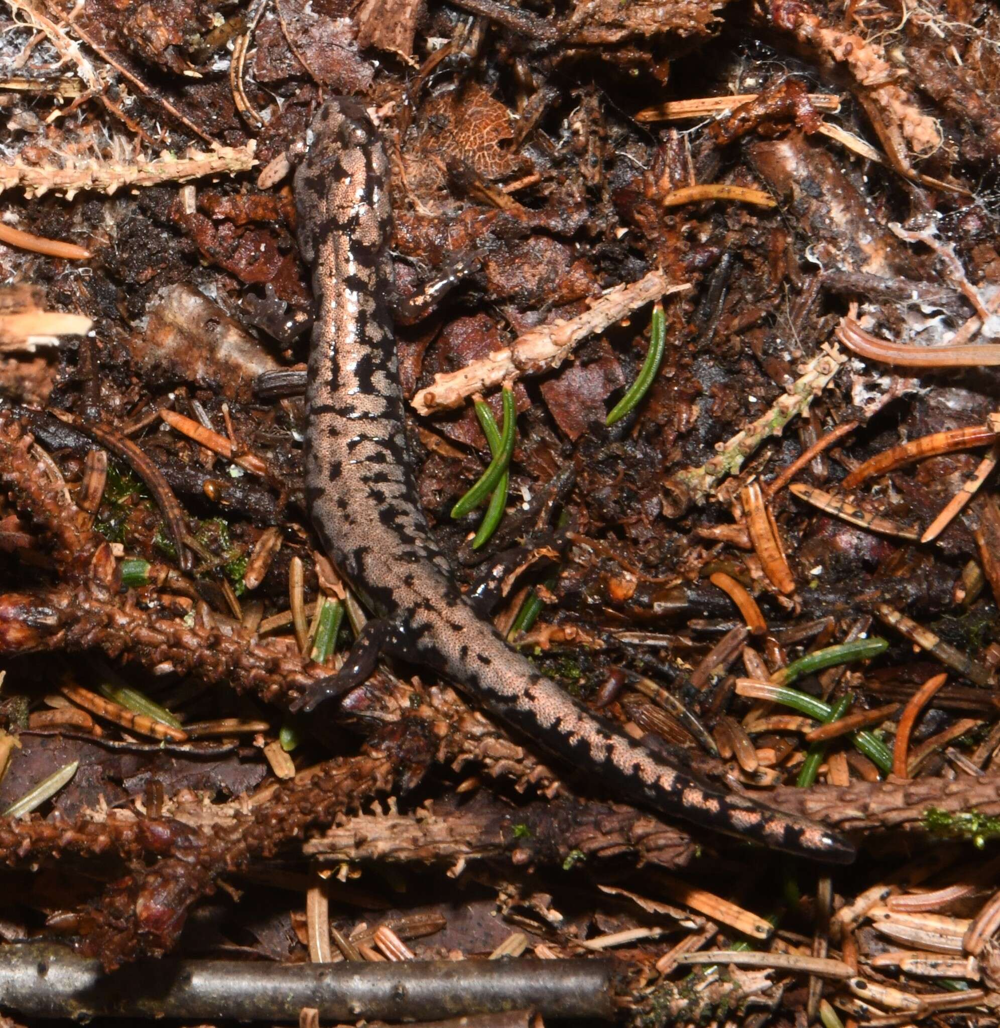 Image of Plethodon welleri Walker 1931