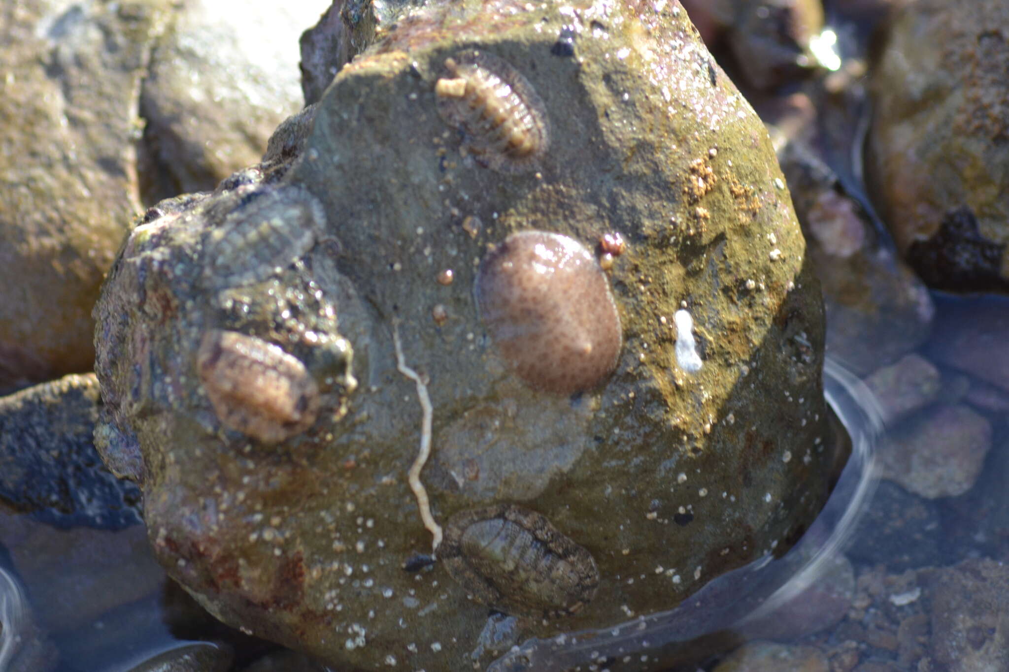 Plancia ëd Peltodoris murrea (Abraham 1877)