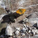 Plancia ëd Boloria chariclea butleri