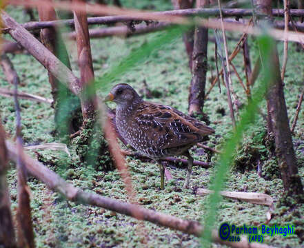 Image of Spotted Crake