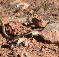 Image of Central Texas Whipsnake