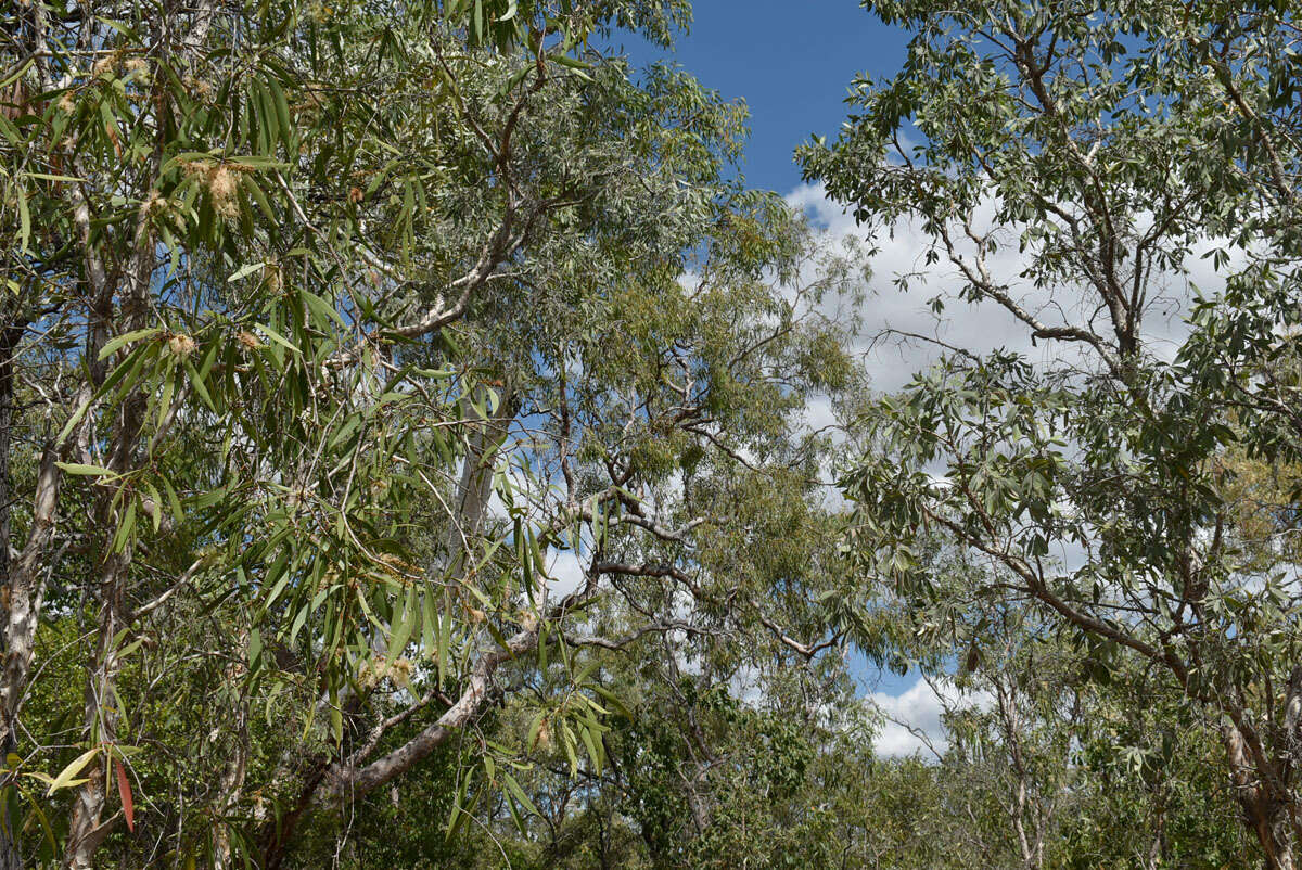 Image of Melaleuca nervosa (Lindley) Cheel