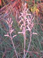 Image of Aloe transvaalensis Kuntze