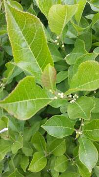 Image of Michigan holly