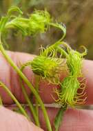 Image of scrubland goldenaster