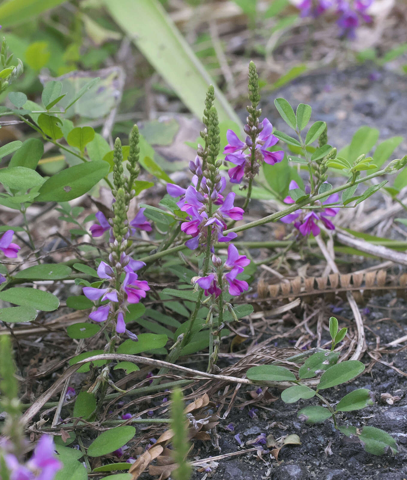 Image de Indigofera pseudotinctoria Matsum.