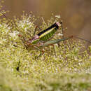 Image of Transionian Bright Bush-Cricket