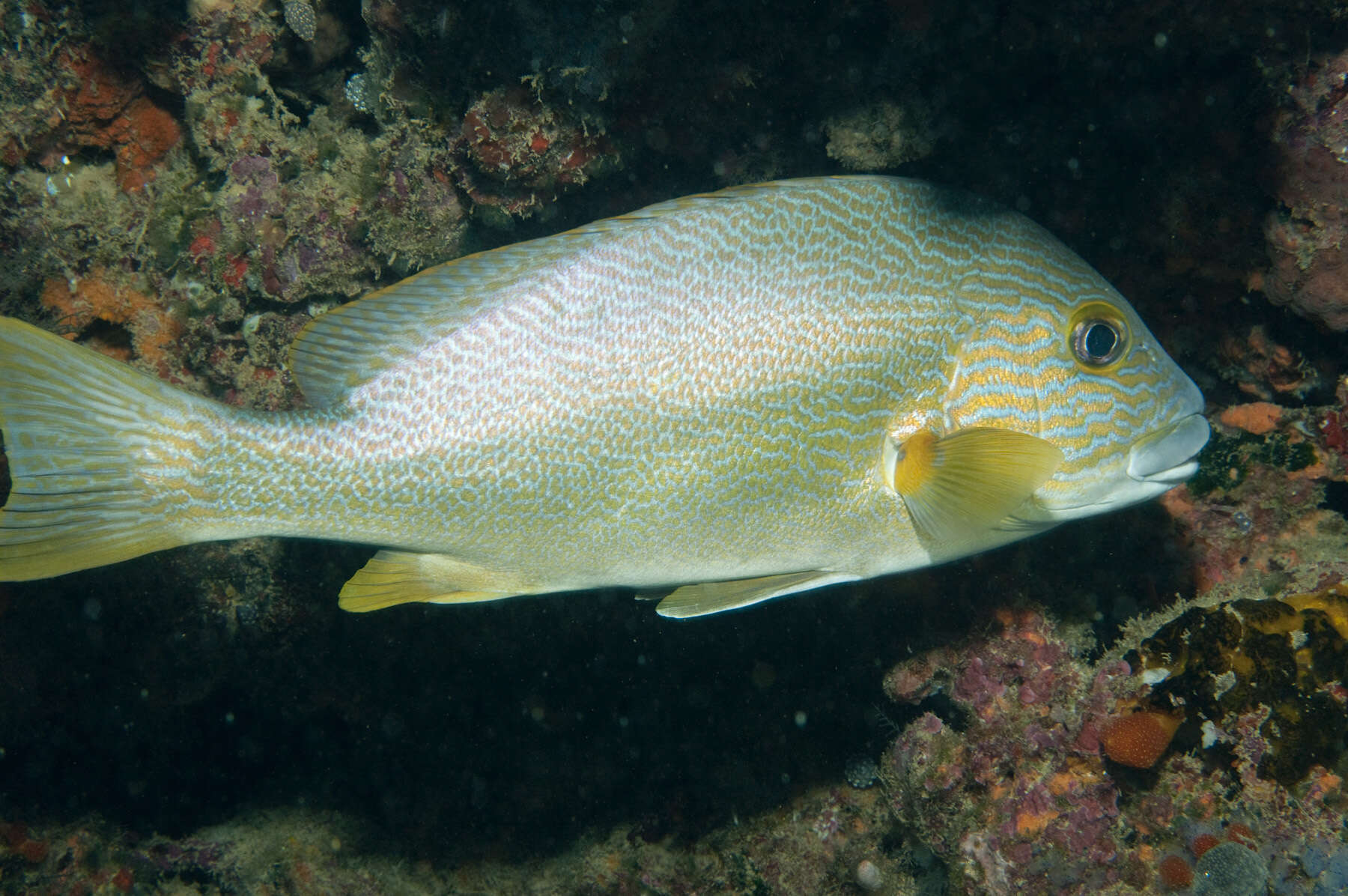 Image of Lemon sweetlips