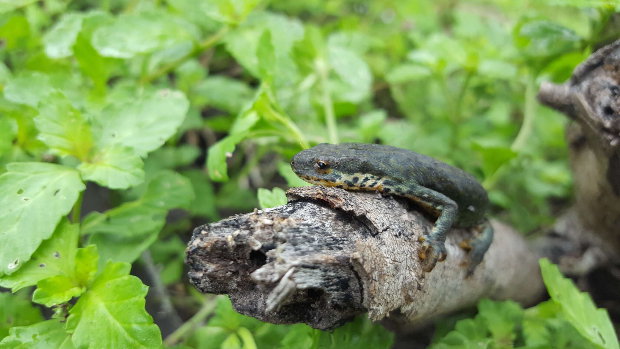 Image of Mexican black-spotted newt