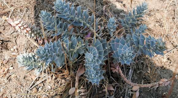 Euphorbia marschalliana Boiss. resmi