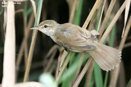 Image of Oriental Reed Warbler