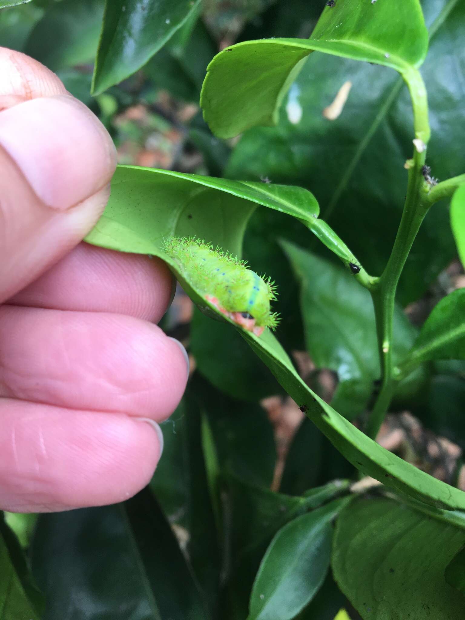 Limacodinae resmi