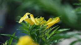 Image of Yellow bells