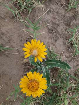 Image of Trichocline reptans (Wedd.) B. L. Rob.