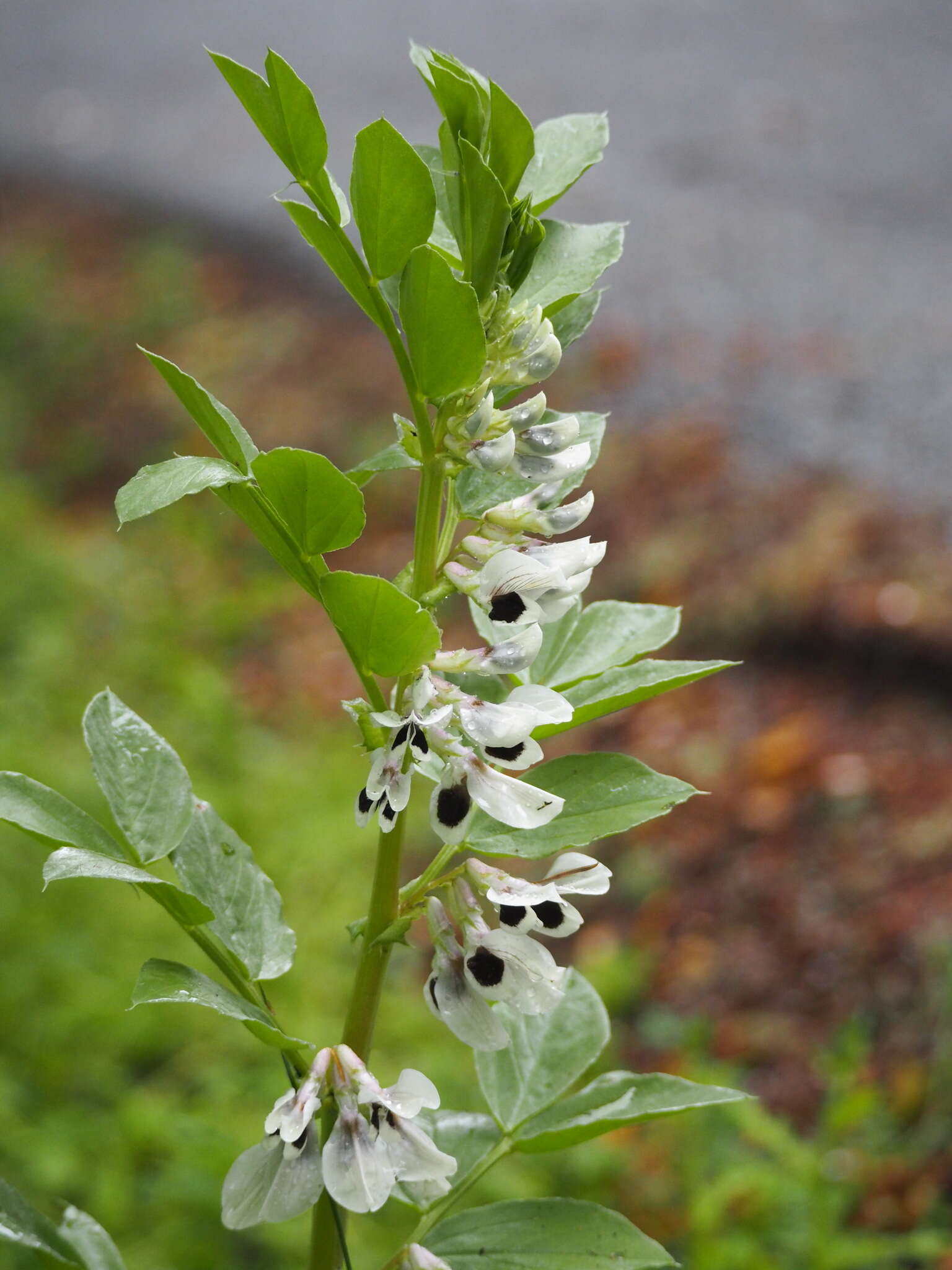 Image of Broad Bean