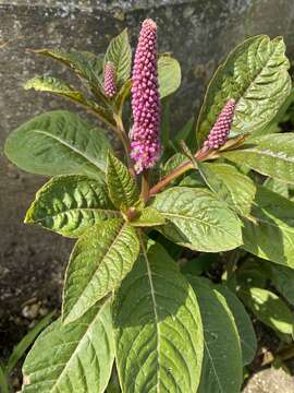 Plancia ëd Phytolacca polyandra Batalin