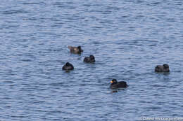 Image of American Scoter