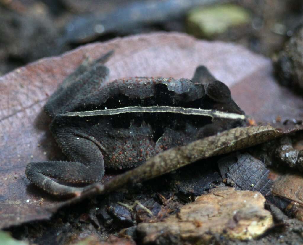 Rhinella alata (Thominot 1884)的圖片