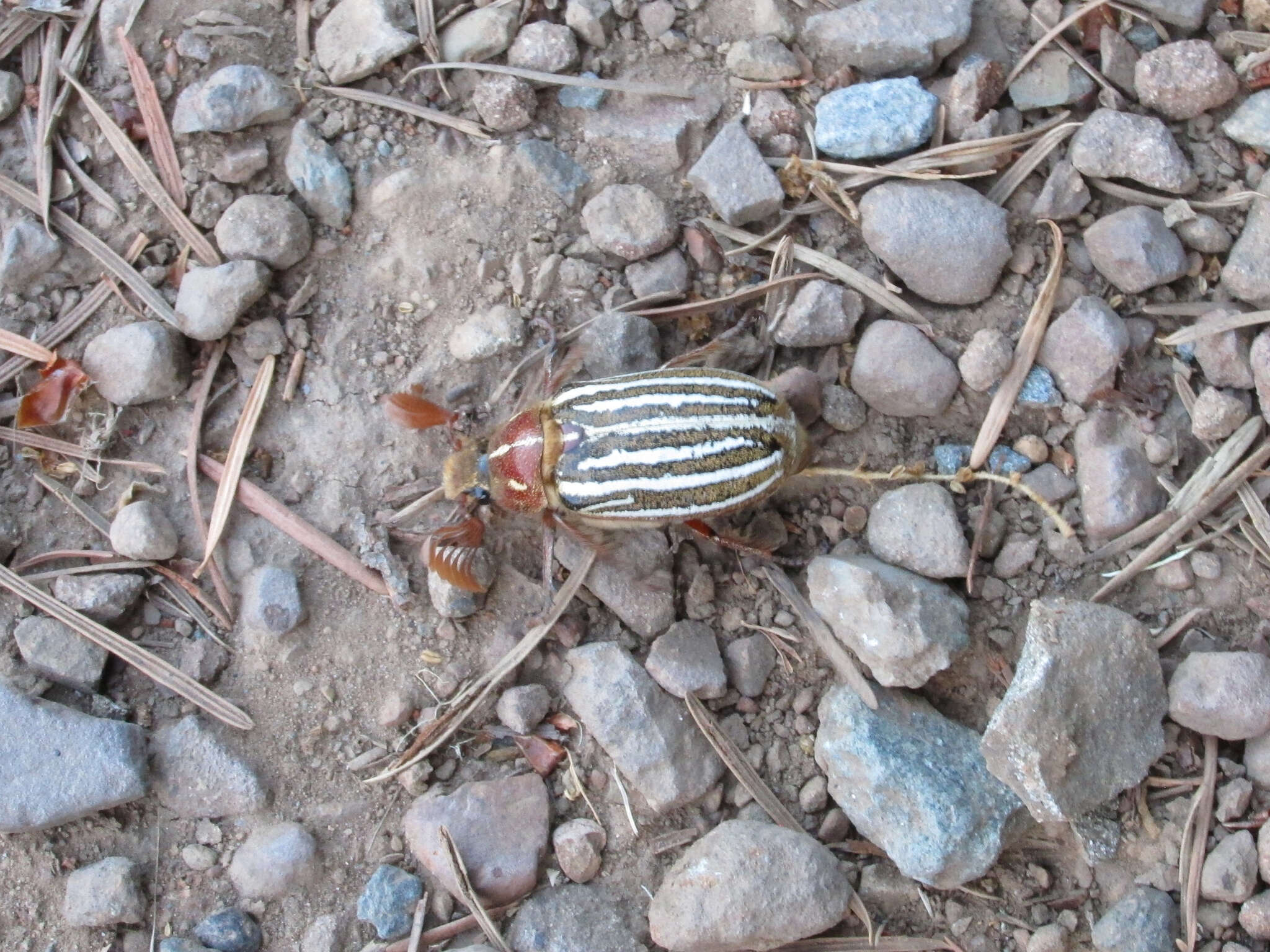 Image of Ten-lined June Beetle