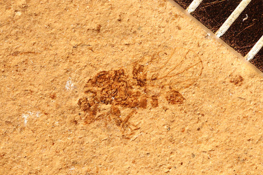 Image of Catopsylla† prima Scudder, 1890