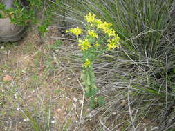 Image of Pimelea curviflora R. Br.