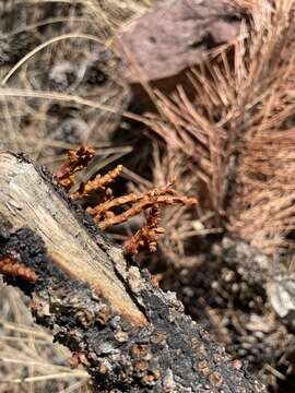 Image of pineland dwarf mistletoe