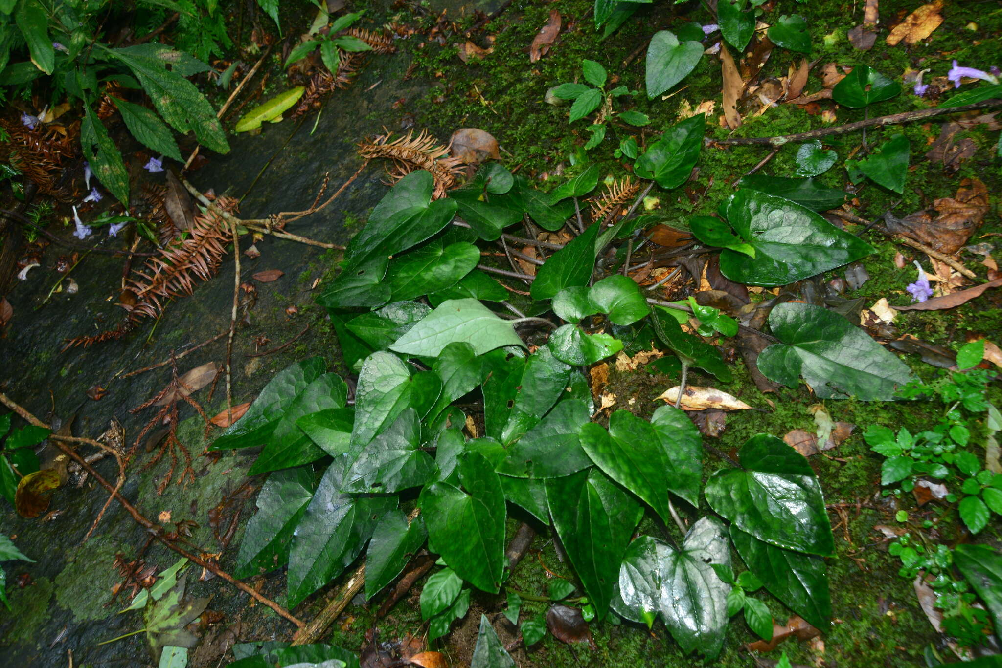 Imagem de Asarum caudigerum Hance