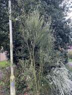 Image of Warminster broom