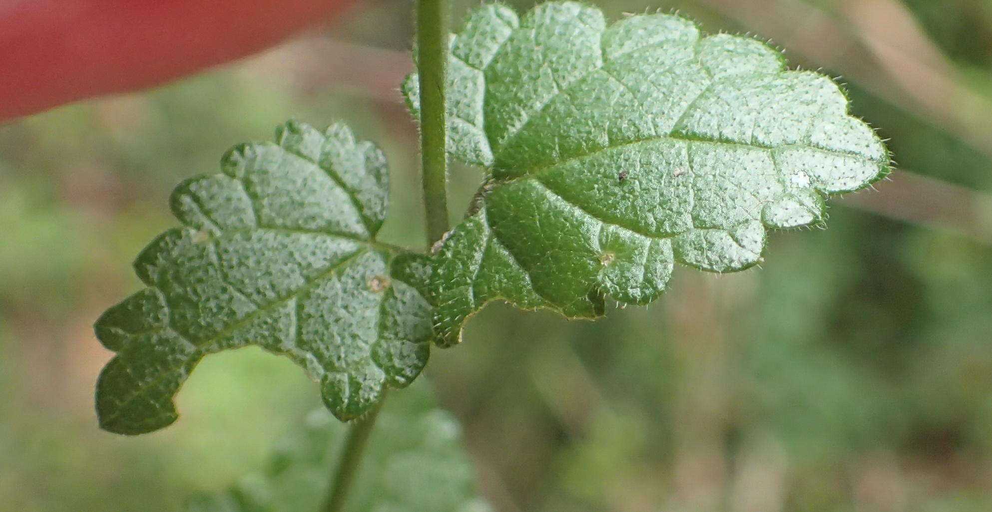 Слика од Stachys aethiopica L.