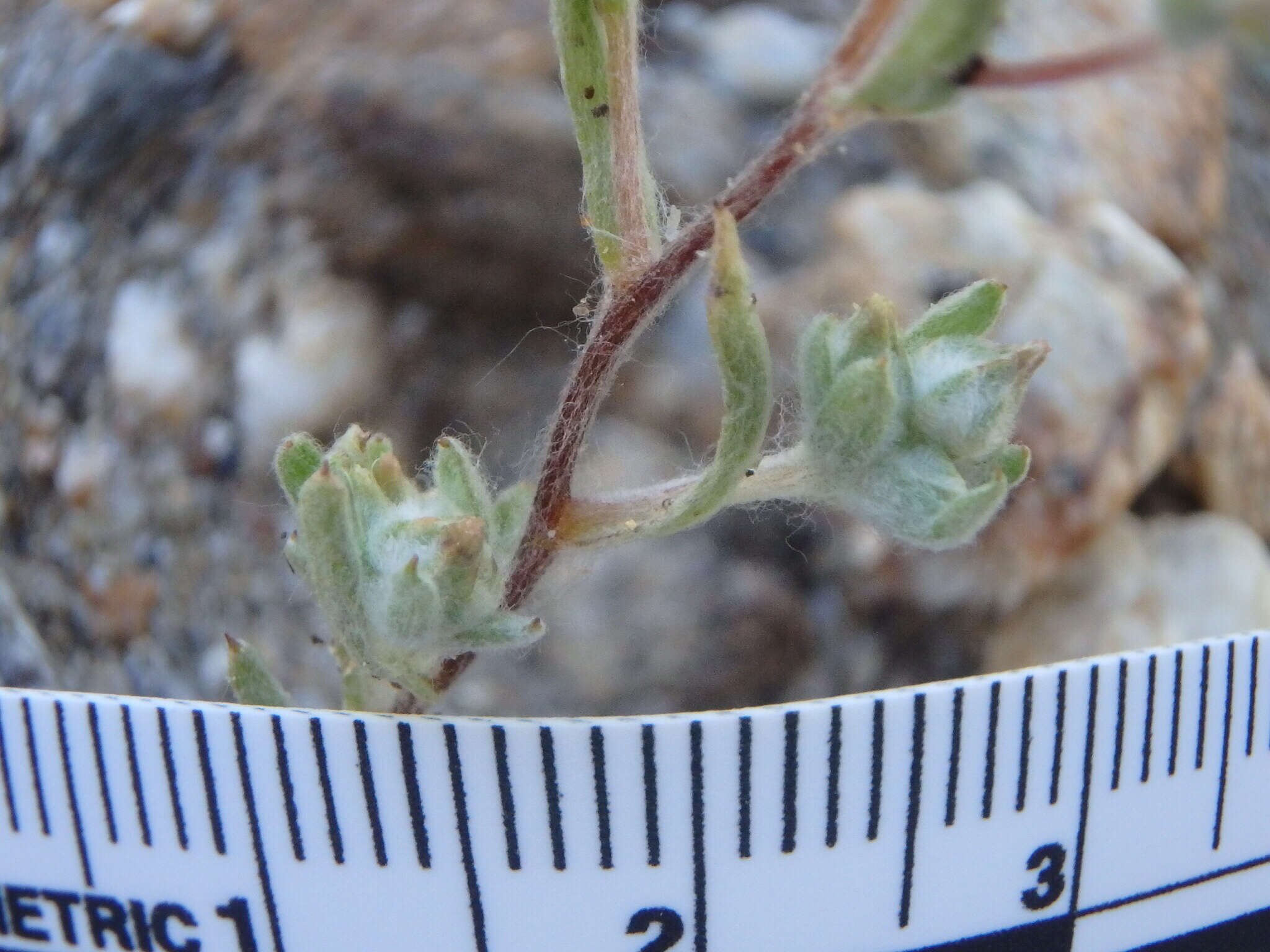 Logfia californica (Nutt.) J. Holub resmi