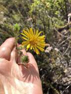 Image of sessileflower false goldenaster