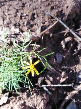 Image of Adenophyllum anomalum (Canby & Rose) J. L. Strother