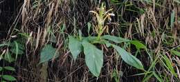 Слика од Hedychium spicatum Sm.