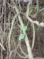 Image of Pyrenacantha scandens (Thunb.) Planch. ex Harv.