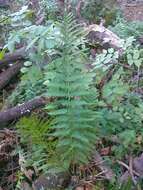 Image of male fern