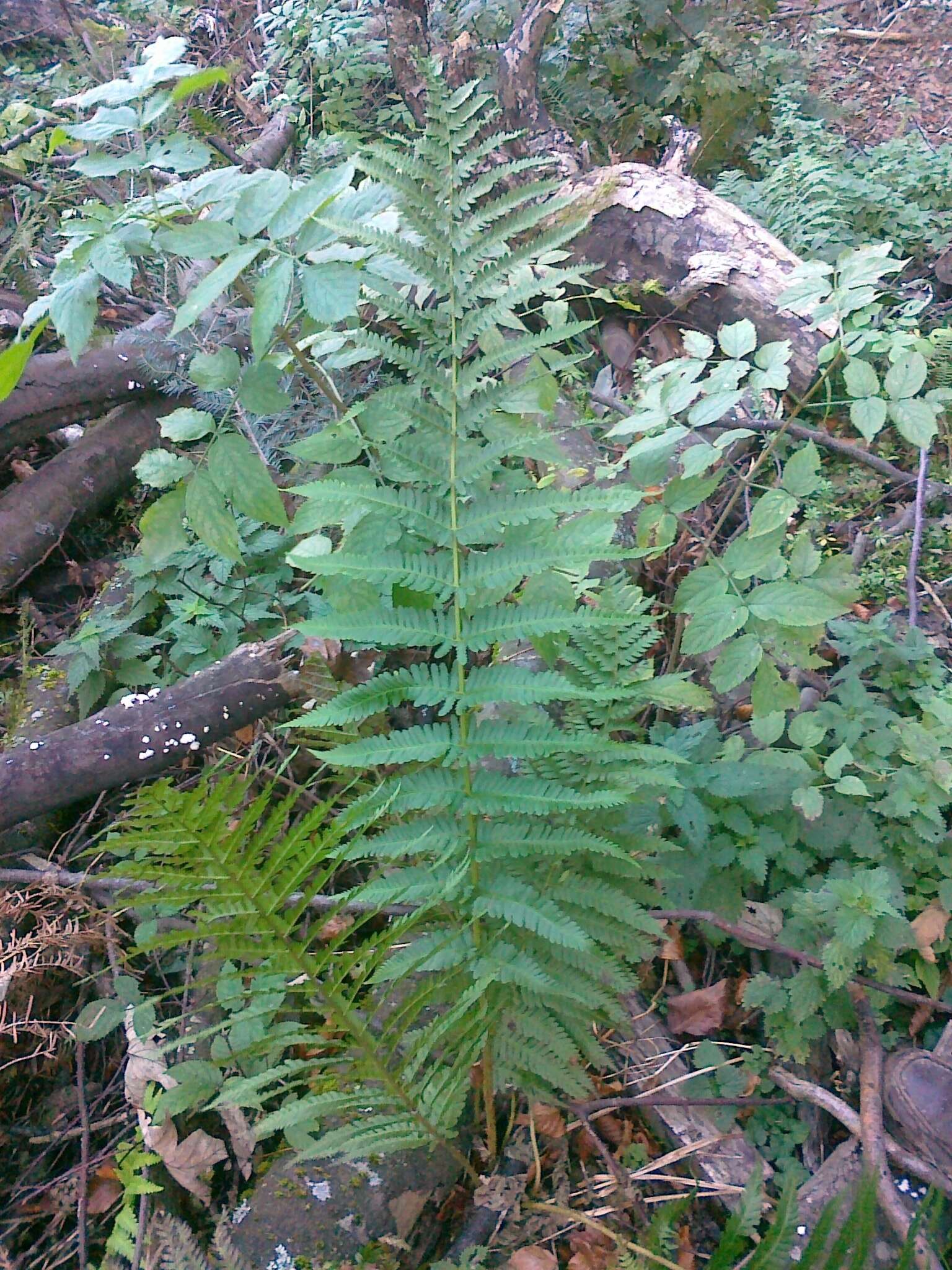 Image of male fern