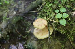 Imagem de Armillaria cepistipes Velen. 1920