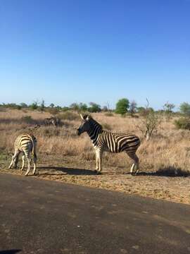 Image of zebra