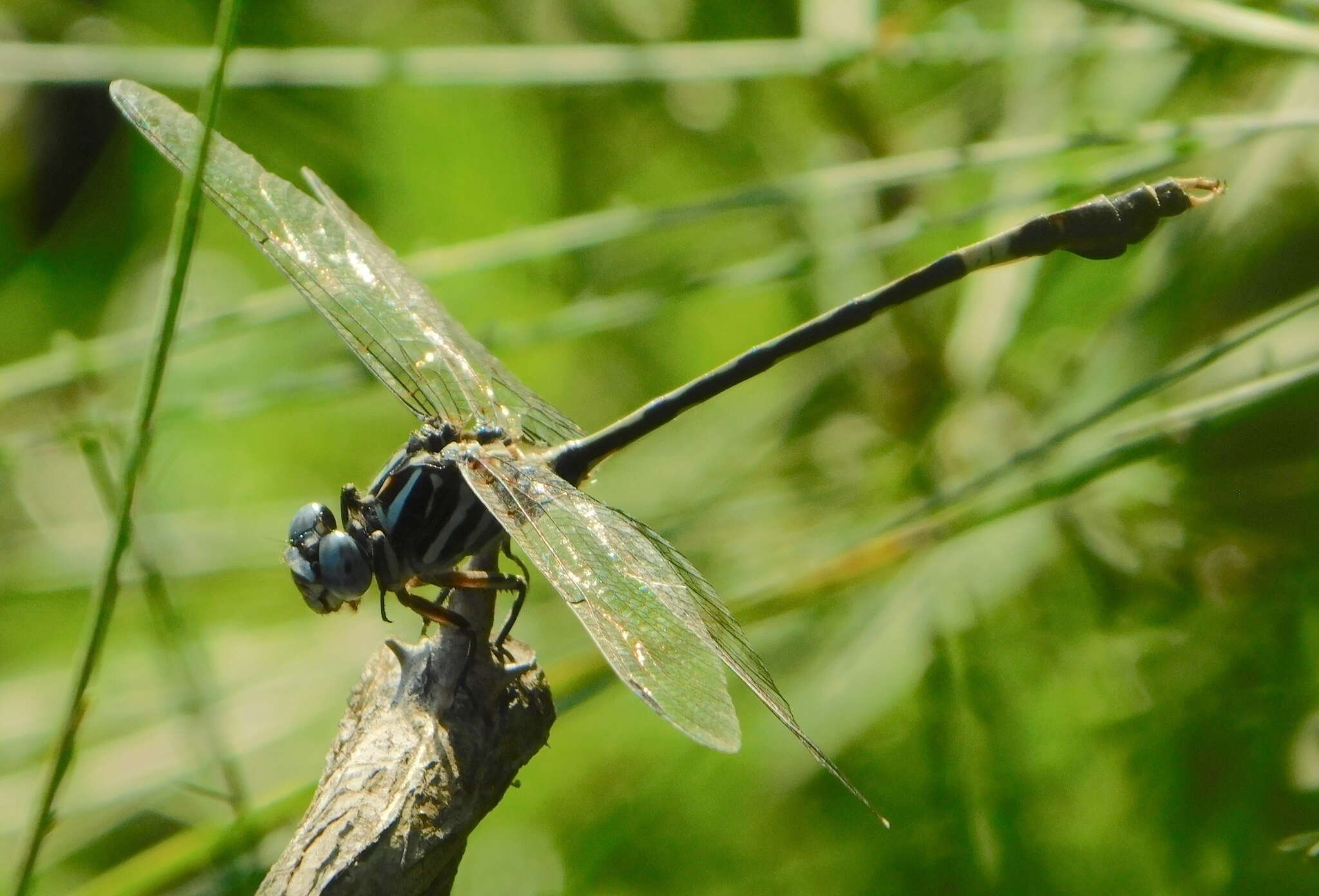 Imagem de Phyllogomphoides pacificus (Selys 1873)