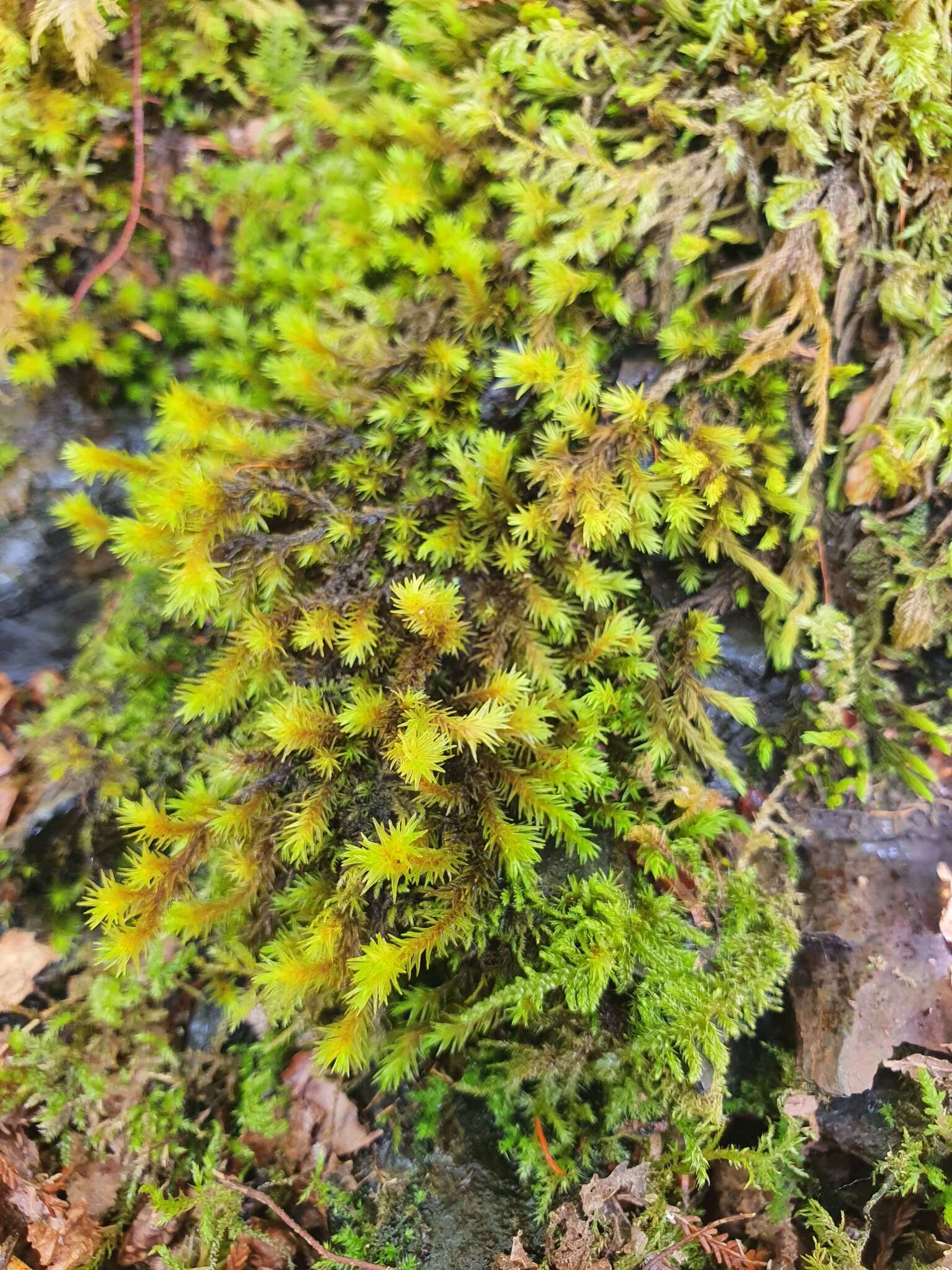 Image of aquatic racomitrium moss