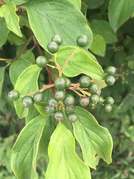 Image of bloodtwig dogwood